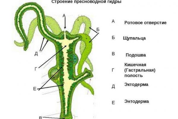 Где взять ссылку на кракен